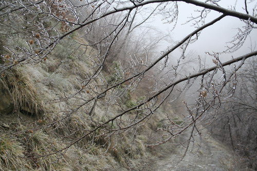 02/02/2011 - Bosco di Castel del Rio. Foto scattata da Claudio Martinelli