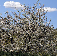 Ciliegio in fiore