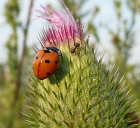 Coccinella e formica