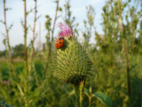 16/07/2010 - Cocinella e formica su un fiore di cardo selvatico. Foto scattata da Daniele Magagni a Lovoleto - Granarolo