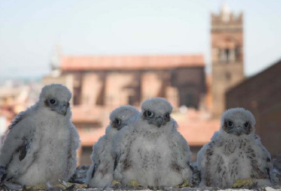 Nati all'inizio di aprile sul Campanile di S.Petronio, hanno spiccato il loro primo volo tra sabato 24 e domenica 25 maggio - Foto Polizia provinciale.