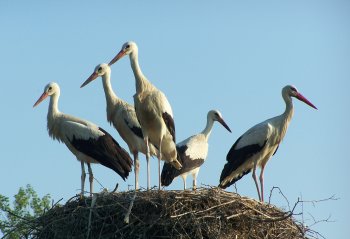 "Famiglia di cicogne nel nido" di Enrico Fiorentini (G.E.V.). Foto scattata nel Centro Cicogne La Rizza - Oasi faunistica "ex risaia di Bentivoglio" il 5 luglio 2008 alle 18,35