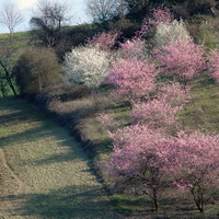 Fioriture primaverili