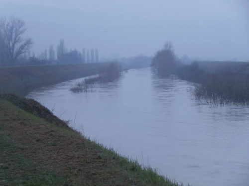 21/01/2014 -   La piena del fiume Panaro a Caselle di Crevalcore (Bo). Foto di Sara Lai