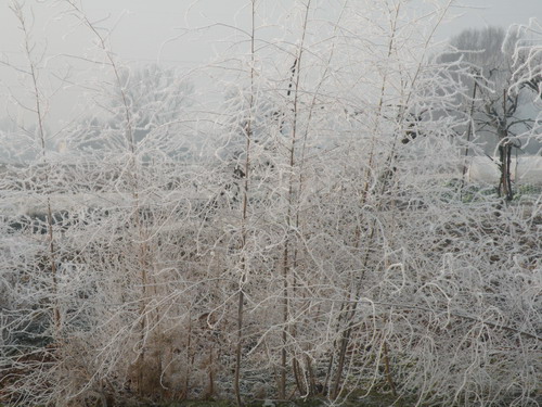 18/01/2012 - Campagna di Granarolo dell'Emilia. Foto di Cristina Mazzoli