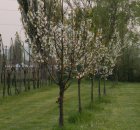 Primavera a Granarolo dell'Emilia