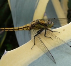 Libellula su agave