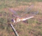 Libellula