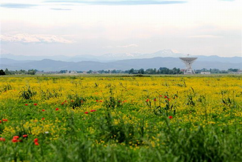 27/05/2014 - Sullo sfondo il radiotelescopio e il Corno alle Scale. Foto di Mirco Maselli