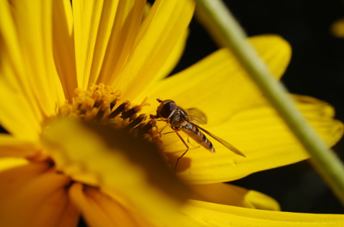 12/11/2014 - Loiano. Insetto raccoglie il polline da un fiore di Topinambur. Foto di Giuseppe Mangora