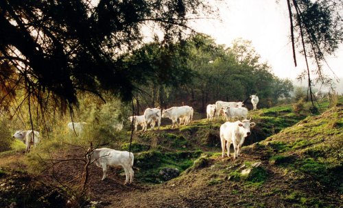03/08/2009 - Romagnole nella valle del Sillaro a Monterenzio - Foto scattata da Giuseppe Mangora