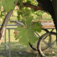 Vendemmia 2014