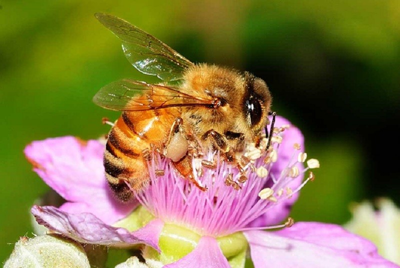 560 mila euro dalla Regione per sostenere l'apicoltura