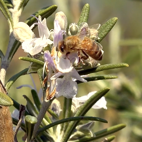 A Villa Smeraldi APE-ritivo nel Pomario e svuotArmadio! per sostenere la campagna di crowdfunding "Bee Happy"