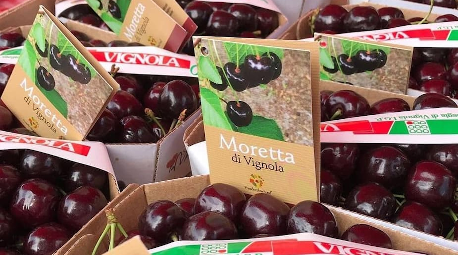 ciliegia di Vignola