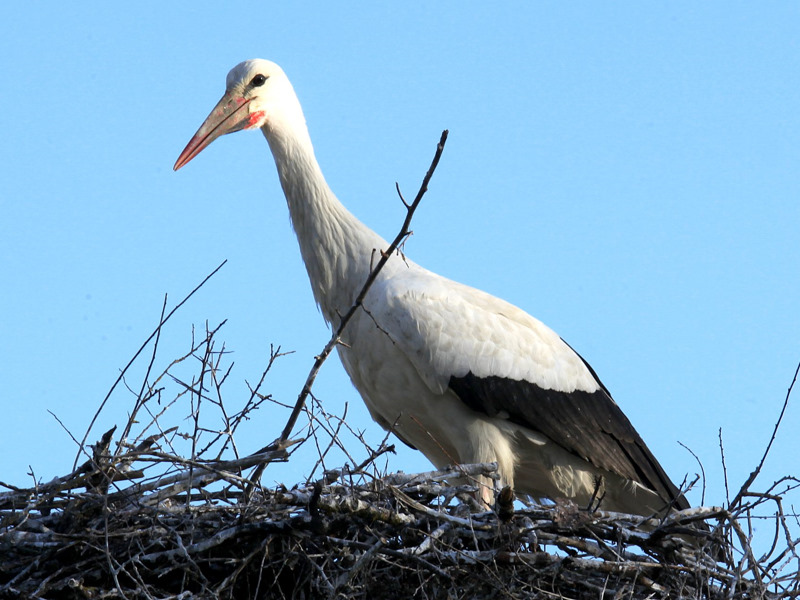 Bologna Wildlife