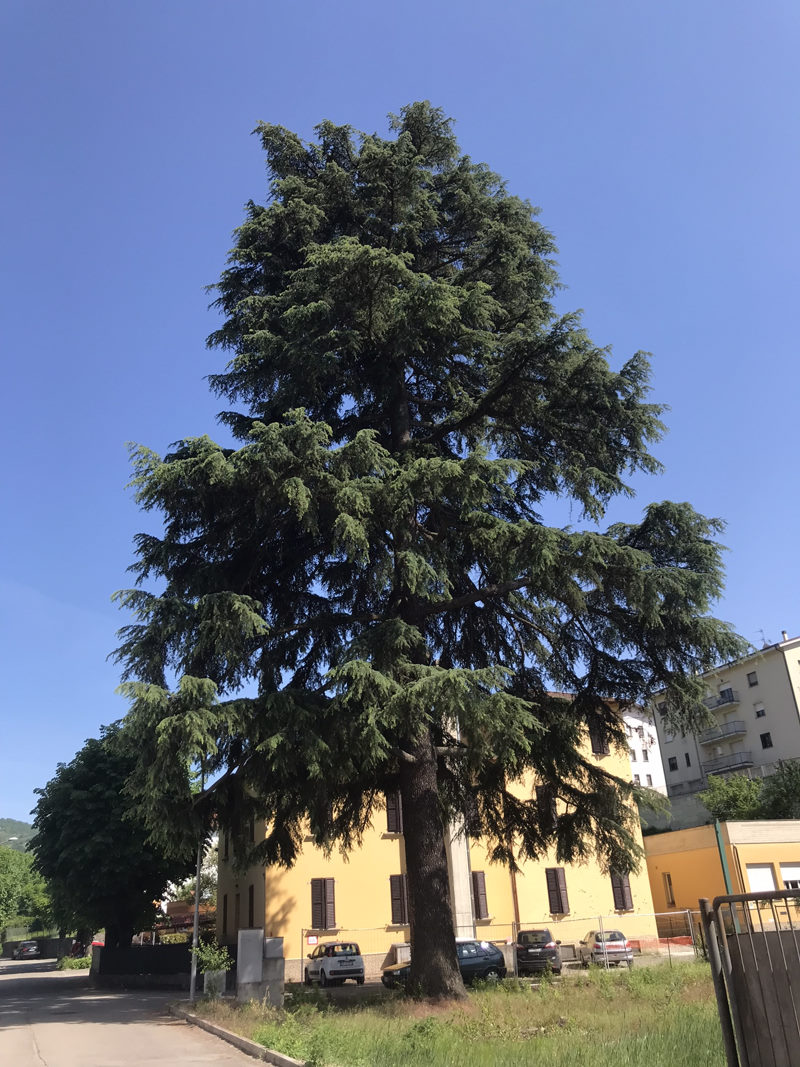 Il cedro di Vergato