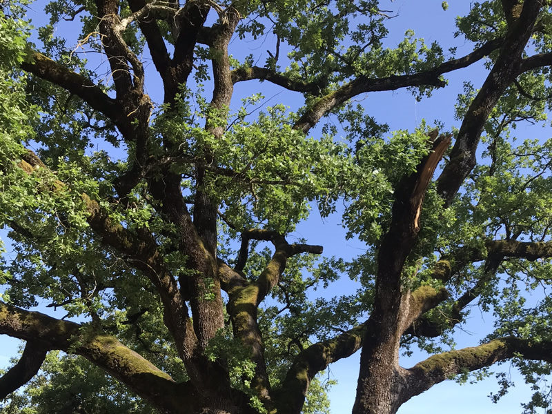 Elenco degli alberi monumentali